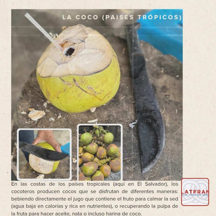Coco, fruta emblemática de las costas caribeñas y de América tropical