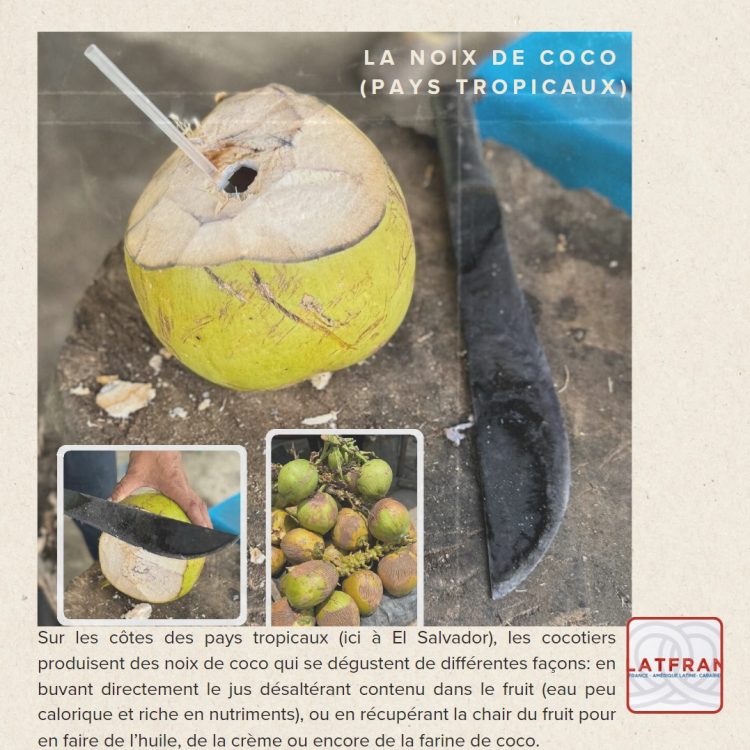 La noix de coco, fruit emblématique des côtes caraïbes et de l'Amérique tropicale